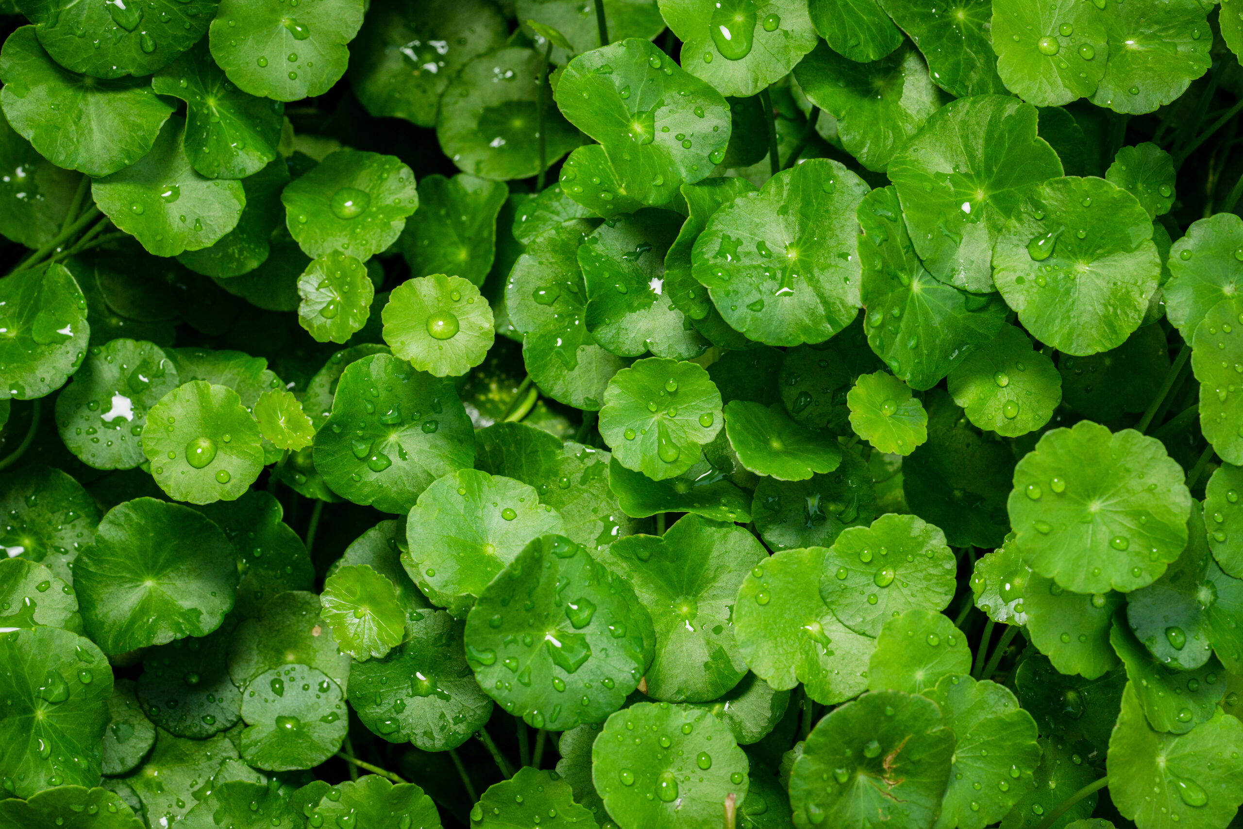 Centella Asiatica er en af hovedingredienserne i Zspray. En næstespray mod snorken.