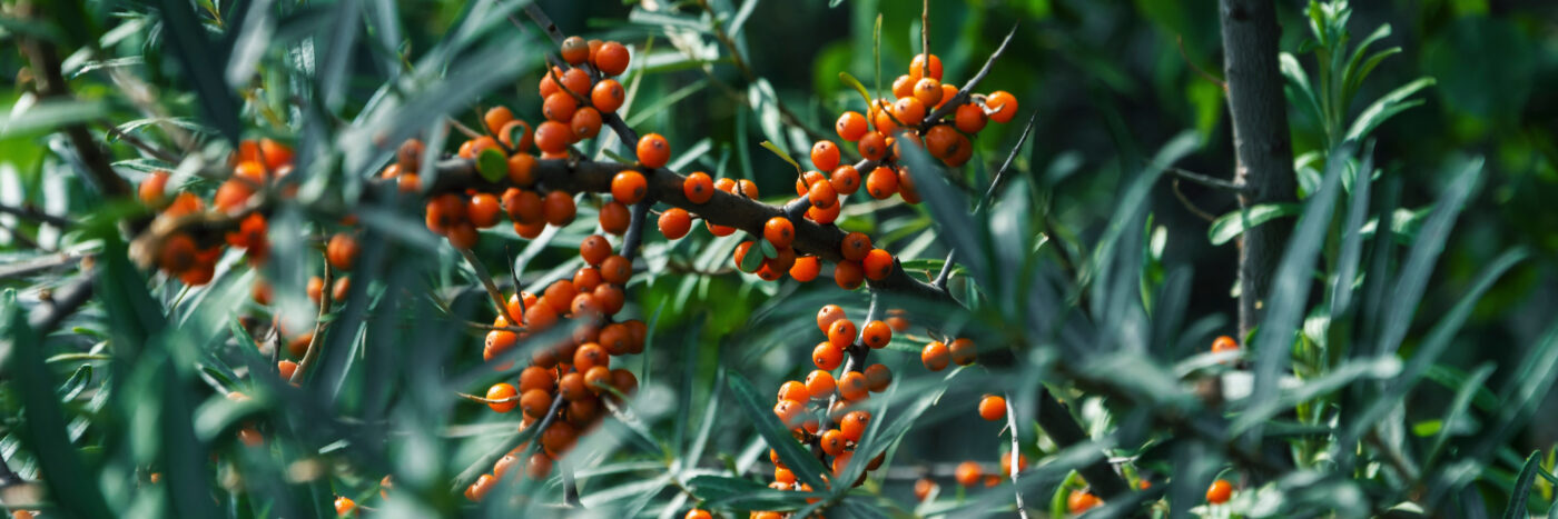 Zspray ingrediens havtorn