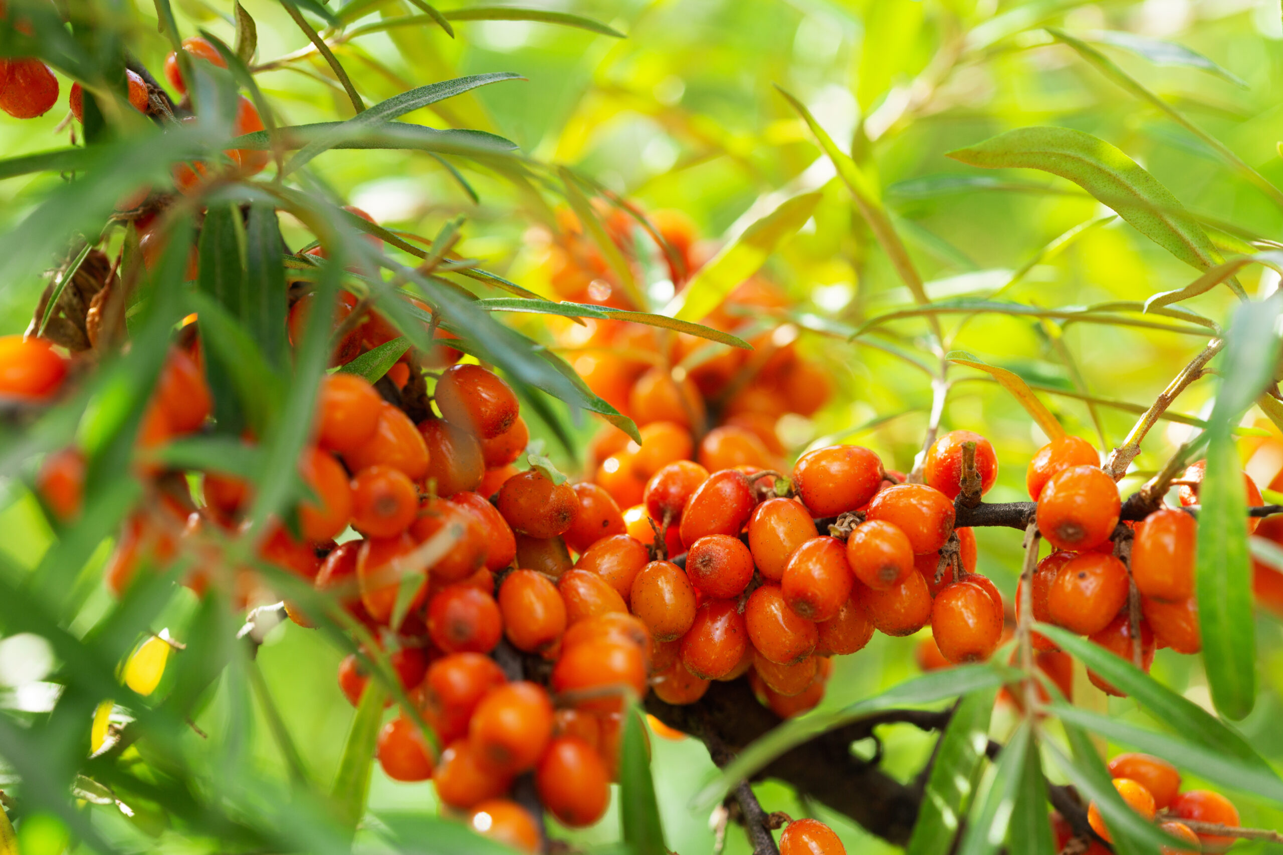 Zspray havtorn er en naturlig ingrediens